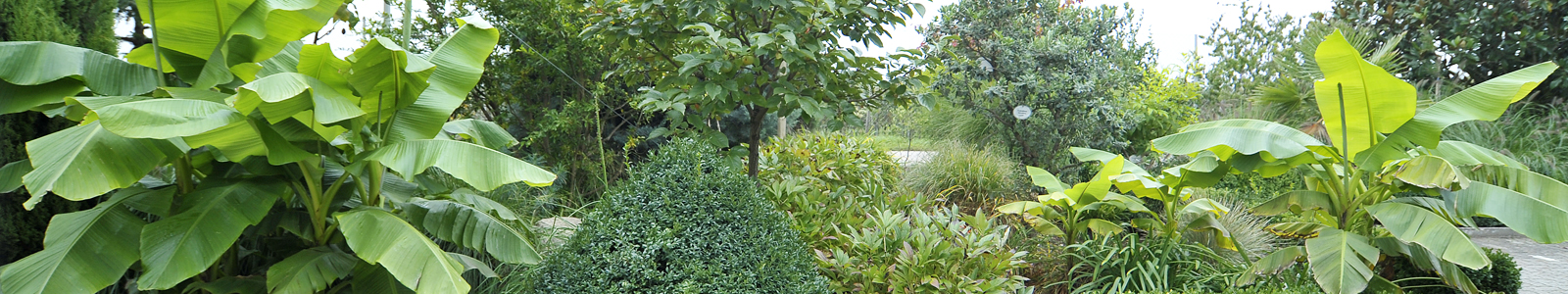 Blick in einen Garten mit Sträuchern und Bananenstauden ©DLR